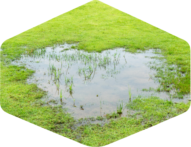 standing water, a puddle on a green lawn